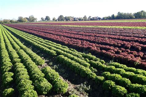 Investing in Perennial Crops for Sustainable Farming in Africa. - The ...