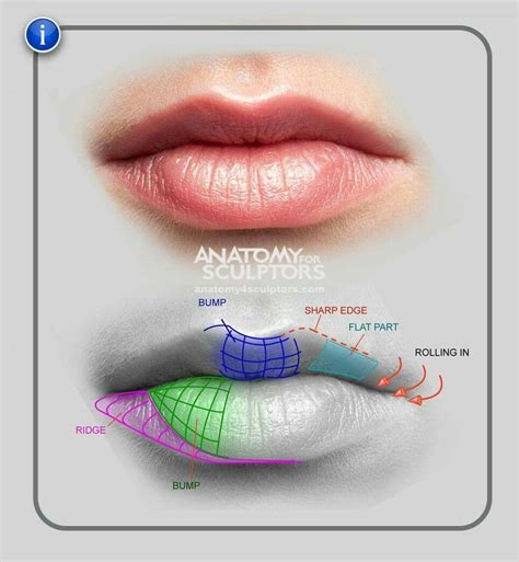 Pin on Anatomy | Anatomy reference, Lips drawing, Anatomy for artists