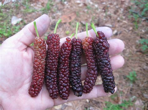 Mulberry – The First Fruit of Spring • Just Fruits and Exotics