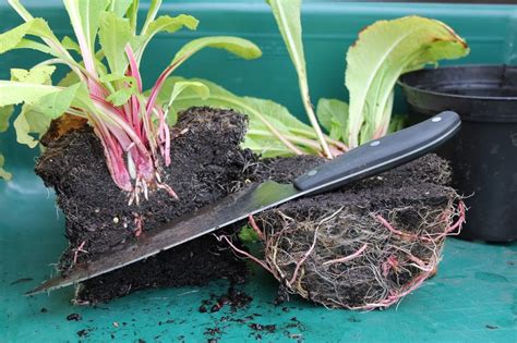 5 Foolproof Methods for Successful Plant Propagation Every Time - Garden and Happy