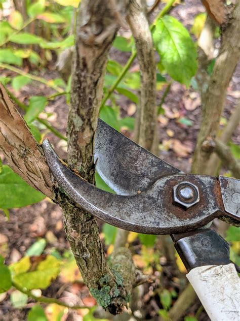 Pruning the Blueberry Bushes - The Martha Stewart Blog