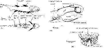 Acanthodii The Spiny Skins - Amphibians - Fossil Hunters