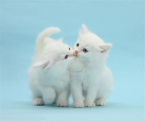 Two white kittens kissing on blue background photo WP27160