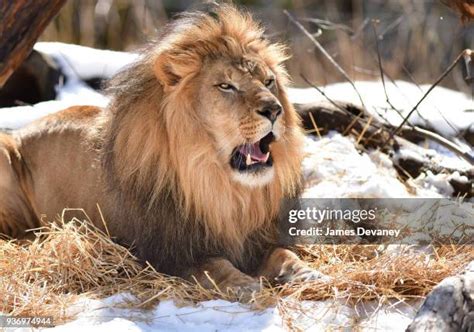 Bronx Zoo Lion Photos and Premium High Res Pictures - Getty Images