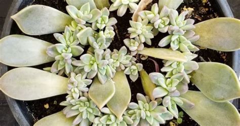 How to Plant Succulent Cuttings