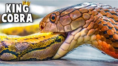 King Cobra Eats A Python! - YouTube