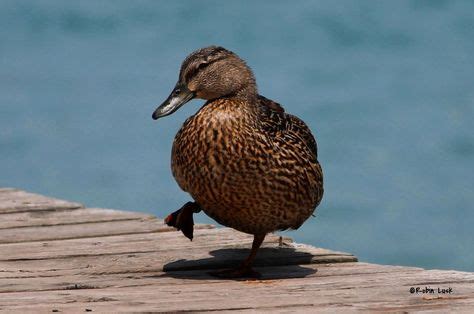 Cute waddling duck! :) | Wildlife photography, Wildlife, Animals