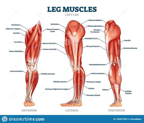 the muscles are labeled in this diagram, and there is also an image of them