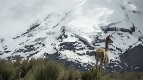 Ecuador's indigenous fear for wetlands as glacier recedes | Buenos Aires Times