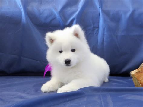 Samoyed Puppies For Sale | Dallas, TX #291729 | Petzlover