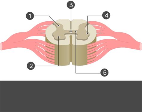 Spinal Cord Gray Matter Anatomy