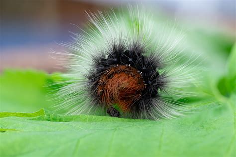 Photo Series: Nature / Case 24: Tiger Moth Caterpillar :: Behance