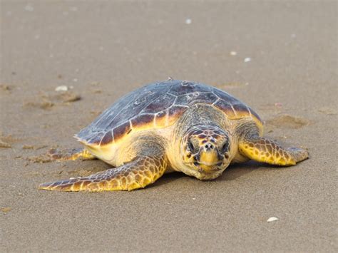 Loggerhead Sea Turtle - Sea Turtle Facts and Information