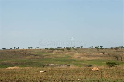 African plains stock image. Image of african, open, savannah - 59529579