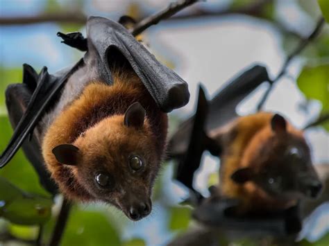 Two Fruit Bats hanging from a tree | Smithsonian Photo Contest ...