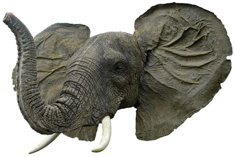 Elephant head png HQ by gd08 on DeviantArt