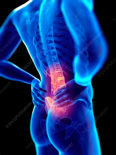Human skeletal system, illustration - Stock Image - F020/7827 - Science Photo Library