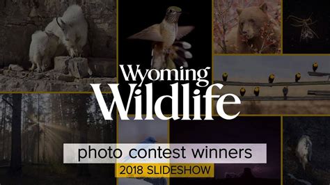 Wyoming Wildlife magazine - 2018 Photo Contest Winners - Slideshow