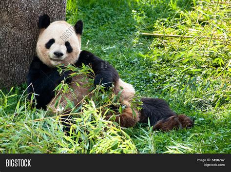 Panda Bear Eating Image & Photo (Free Trial) | Bigstock