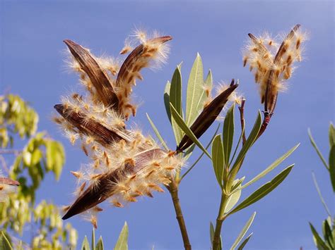 Oleander- Reproduction