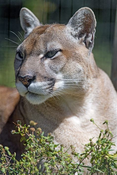 Florida Panther • Florida Wildlife Federation