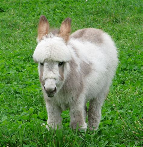 Miniature Donkeys Are Real and They're the Cutest Thing Ever