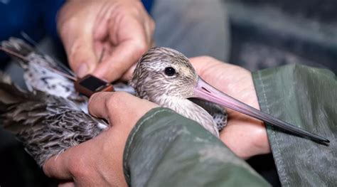 Bar-tailed Godwit flies 3,200 km in sensational migration U-turn ...