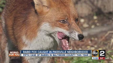 Rabid fox discovered in Pikesville in Baltimore County - YouTube