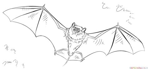 How to draw a realistic bat step by step. Drawing tutorials for kids and beginners. | Drawing ...