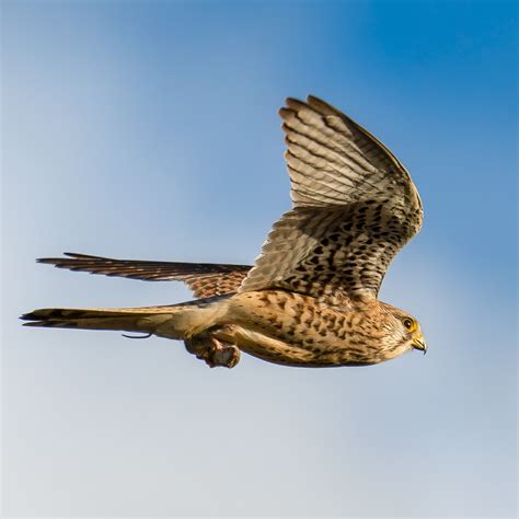 Wildlife Kestrel Photos, Download The BEST Free Wildlife Kestrel Stock ...