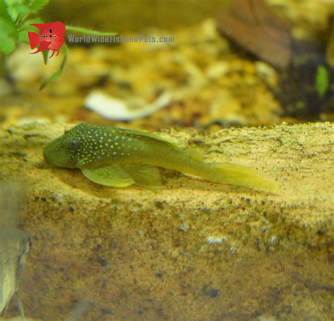 Green Phantom Pleco L200 – World Wide Fish & Pets!