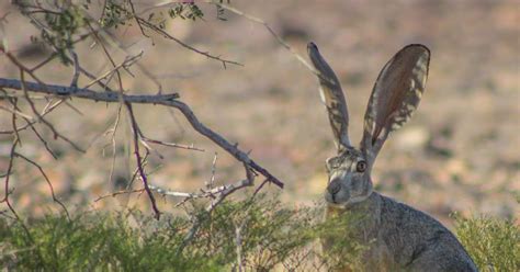 Cannundrums: Black-Tailed Jackrabbit