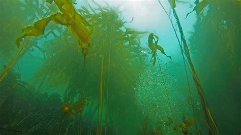 Kelp Forests | Olympic Coast National Marine Sanctuary