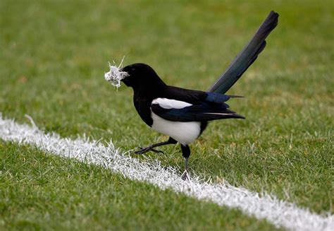 Helmet camera catches aggressive magpie attacking cyclist in Australia ...