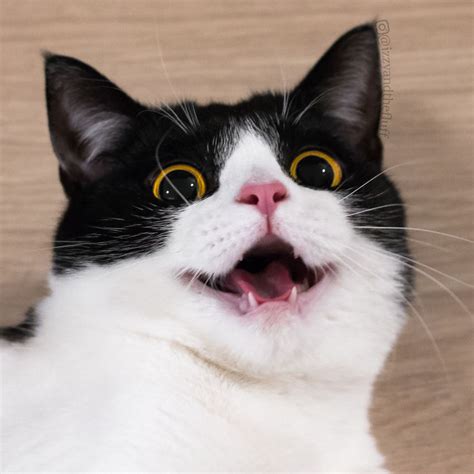 Meet Izzy, The Cat With The Funniest Facial Expressions That's Going ...