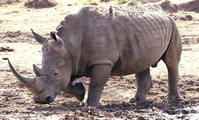 Die 5 Nashornarten der Erde mit Kurzbeschreibung. Das Nashorn in Afrika und Asien.