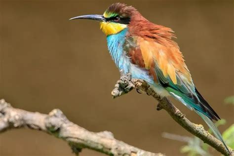 Fun Bee-eater Facts For Kids | Kidadl