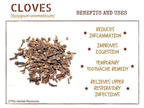 Cloves Benefits and Uses and Side Effects as Herbal Medicine