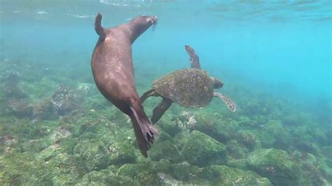 Diving in the Galapagos Islands - YouTube