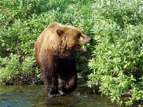 The Wildlife of Kamchatka. Kamchatka Mountains. Kamchatka Peninsula ...