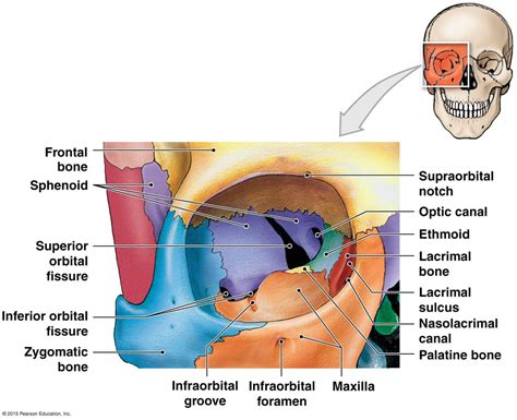 What Is The Orbit Anatomy