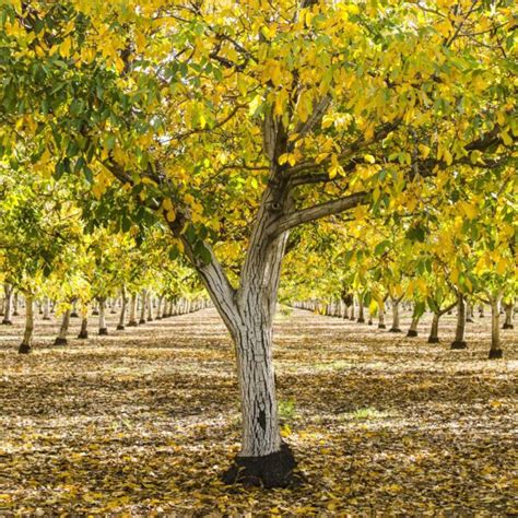 White Walnut Tree | Nut Trees | Ison's Nursery & Vineyard