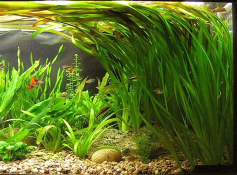 AquaBie: Plant : Vallisneria Tortifolia (Twisted vallisneria)