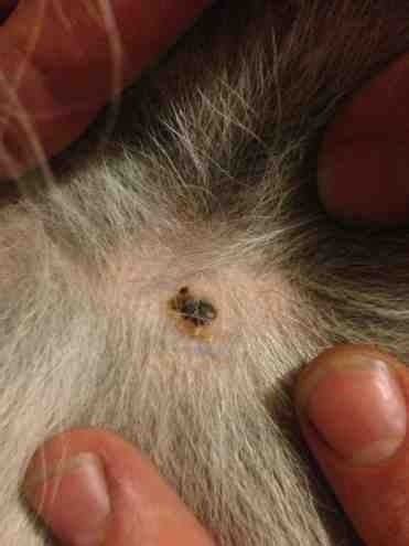 Tick? Or something else...? Please help!!! - German Shepherd Dog Forums