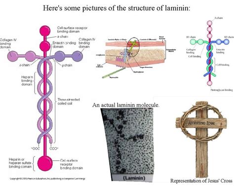 laminin | Bible facts, Bible study tools, Word of god