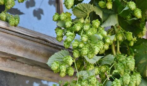 Hops growing zones and related issues | Piante, Pergolato da giardino, Clematide