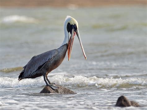 What is the State Bird of Louisiana? (And Why?) | Bird Fact