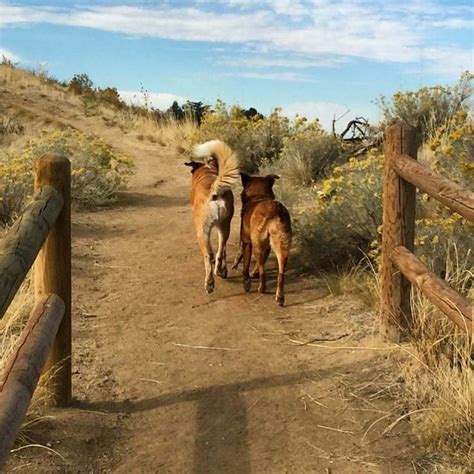 Dogs Off-Leash Parks and Areas | Dogs, Park, Parks and recreation