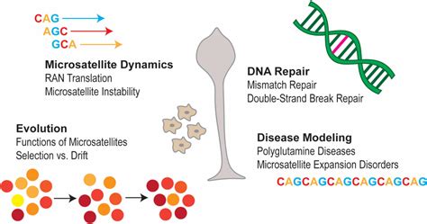 Frontiers | Insights on Microsatellite Characteristics, Evolution, and Function From the Social ...