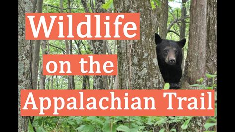 Wildlife on the Appalachian Trail - YouTube